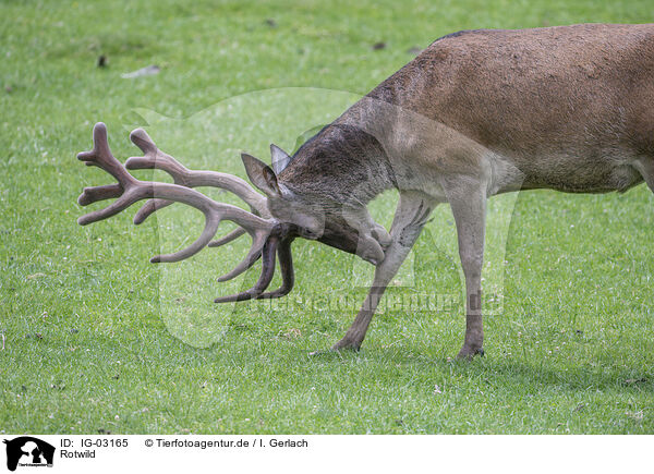 Rotwild / red deer / IG-03165