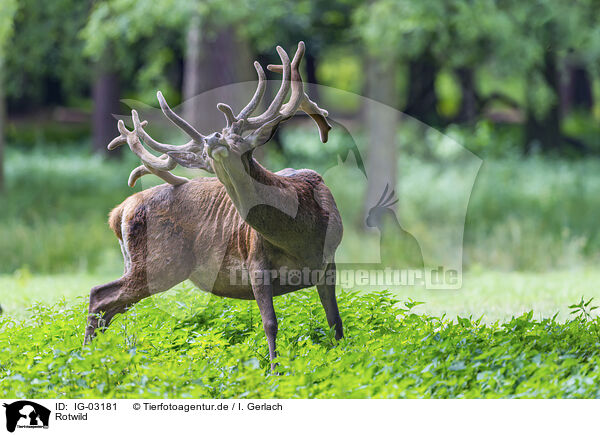 Rotwild / red deer / IG-03181