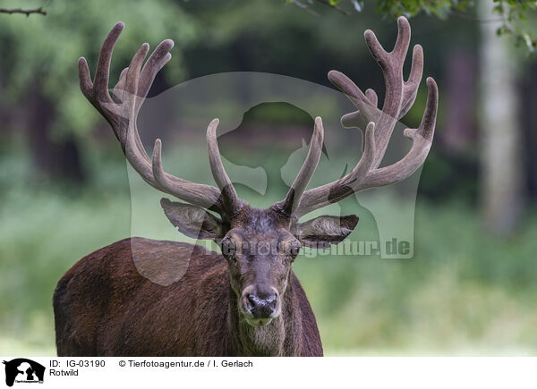 Rotwild / red deer / IG-03190