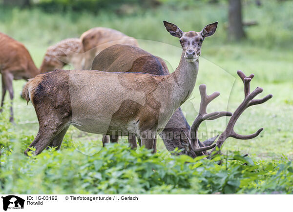 Rotwild / red deer / IG-03192