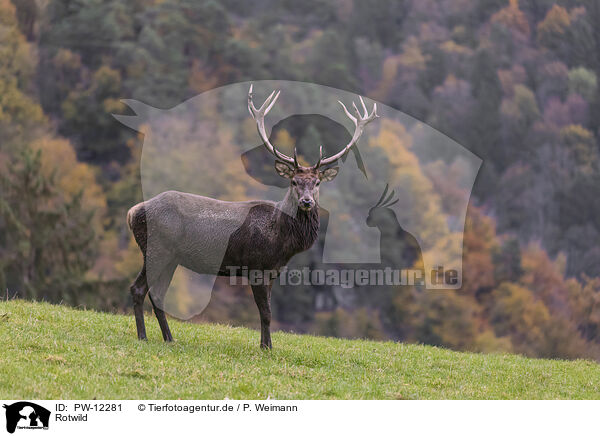 Rotwild / red deer / PW-12281