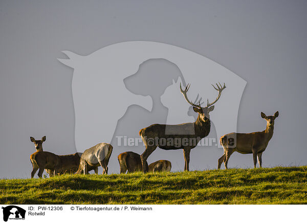 Rotwild / red deer / PW-12306