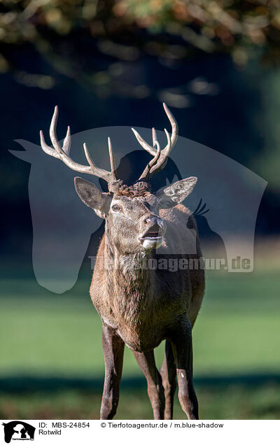 Rotwild / red deer / MBS-24854