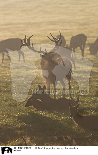 Rotwild / red deer / MBS-24883