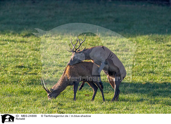 Rotwild / red deer / MBS-24888