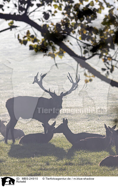 Rotwild / red deer / MBS-24910