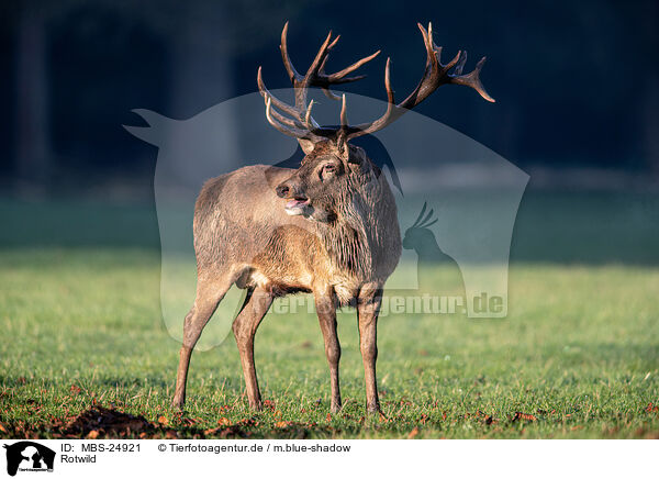 Rotwild / red deer / MBS-24921