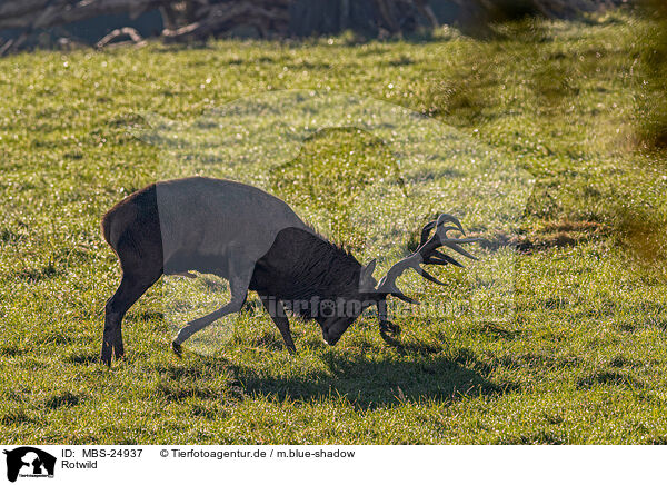 Rotwild / red deer / MBS-24937