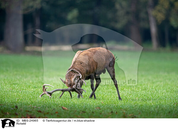 Rotwild / red deer / MBS-24965