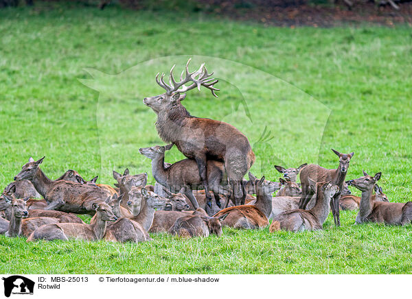 Rotwild / red deer / MBS-25013