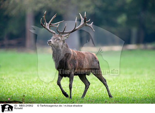 Rotwild / red deer / MBS-24962