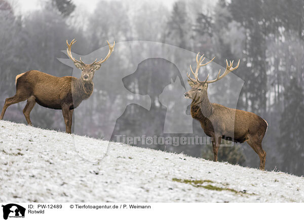 Rotwild / red deer / PW-12489