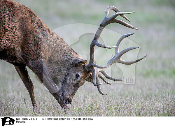 Rotwild / red deer / MBS-25176