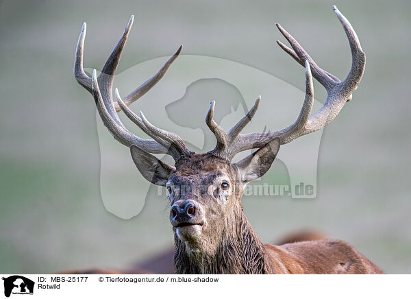 Rotwild / red deer / MBS-25177