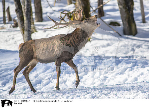 Rotwild / red deer / FH-01987