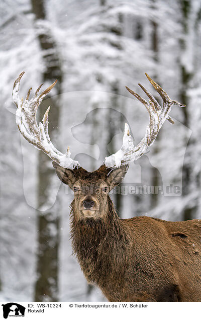 Rotwild / red deer / WS-10324