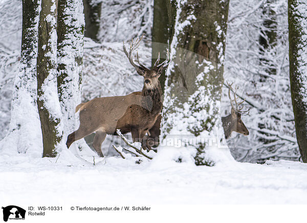 Rotwild / red deer / WS-10331