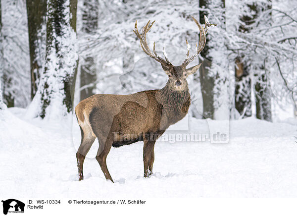 Rotwild / red deer / WS-10334