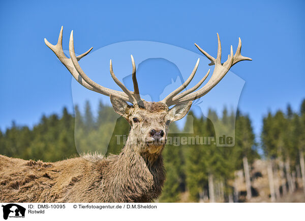 Rotwild / red deer / DMS-10095