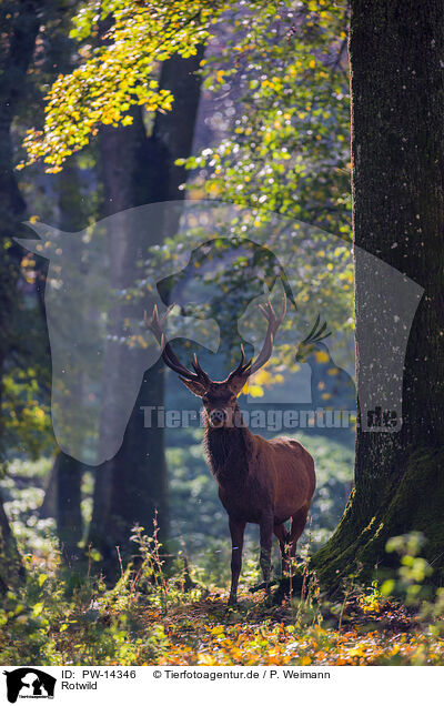 Rotwild / red deer / PW-14346
