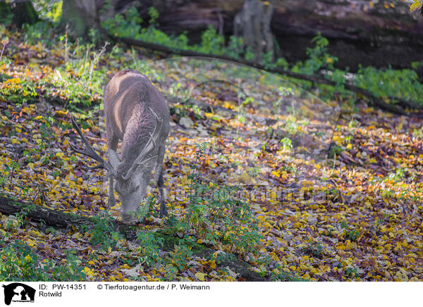Rotwild / red deer / PW-14351