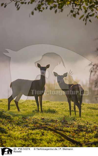 Rotwild / red deer / PW-14374