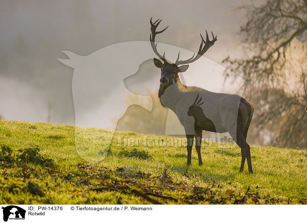 Rotwild / red deer / PW-14376