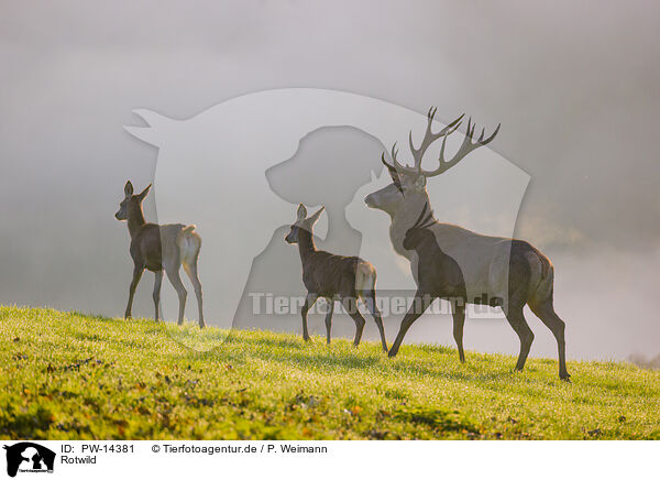 Rotwild / red deer / PW-14381