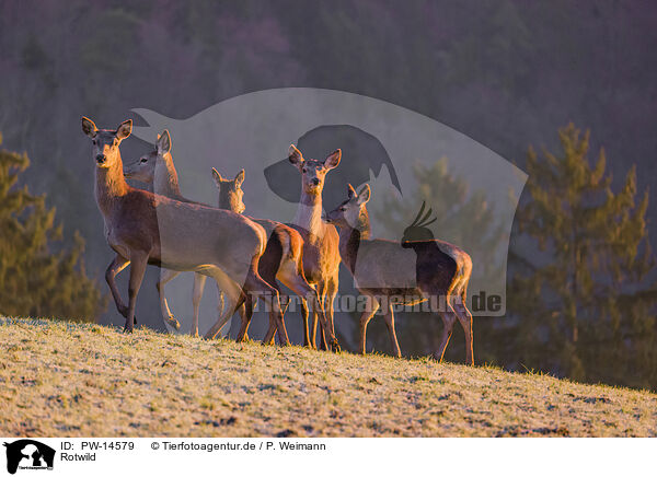 Rotwild / red deer / PW-14579