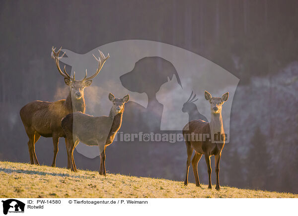 Rotwild / red deer / PW-14580