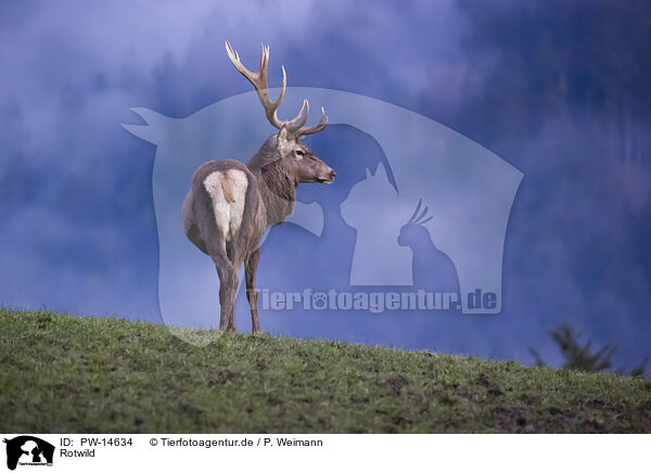 Rotwild / red deer / PW-14634