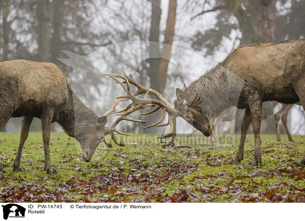 Rotwild / red deer / PW-14745