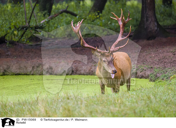 Rotwild / red deer / PW-15069