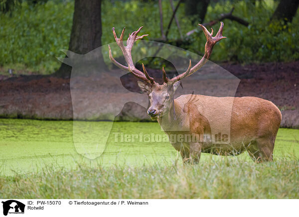 Rotwild / red deer / PW-15070