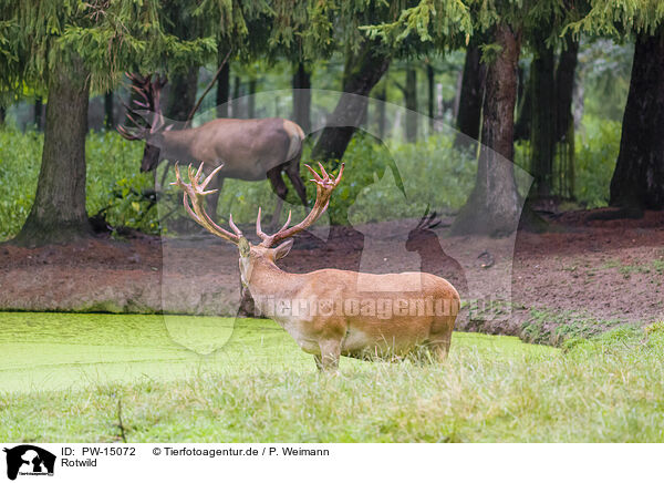 Rotwild / red deer / PW-15072