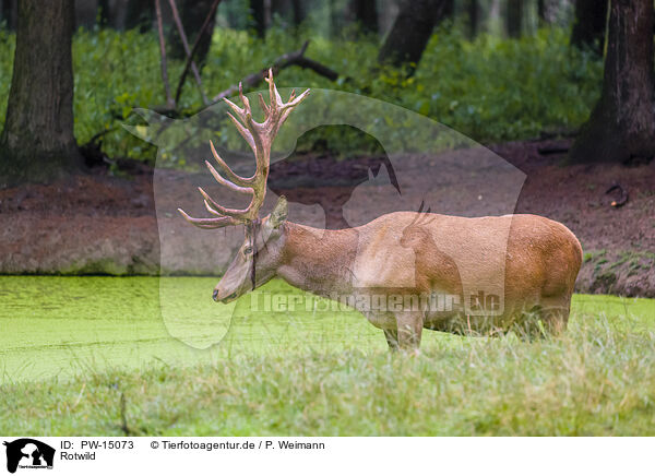 Rotwild / red deer / PW-15073