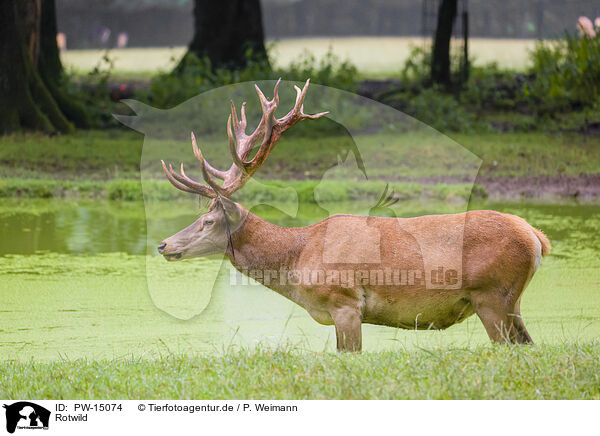 Rotwild / red deer / PW-15074