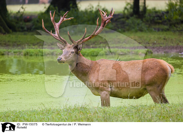 Rotwild / red deer / PW-15075