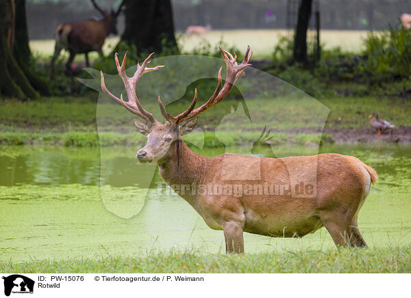Rotwild / red deer / PW-15076
