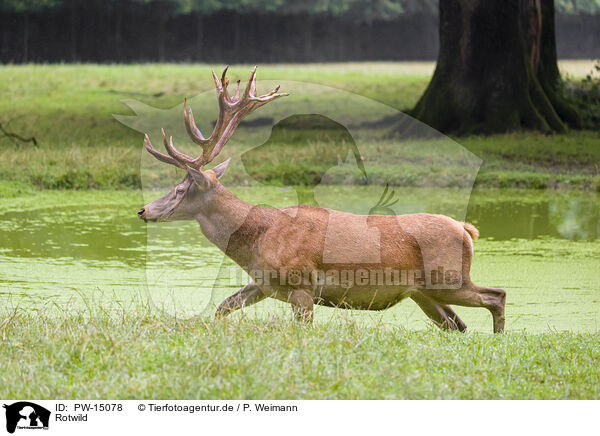 Rotwild / red deer / PW-15078