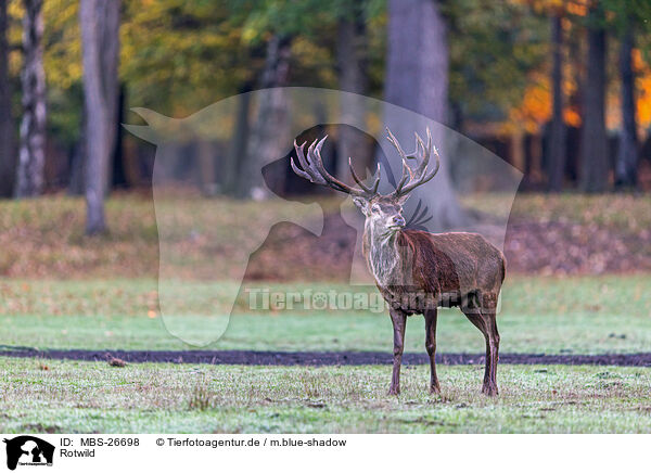 Rotwild / red deer / MBS-26698