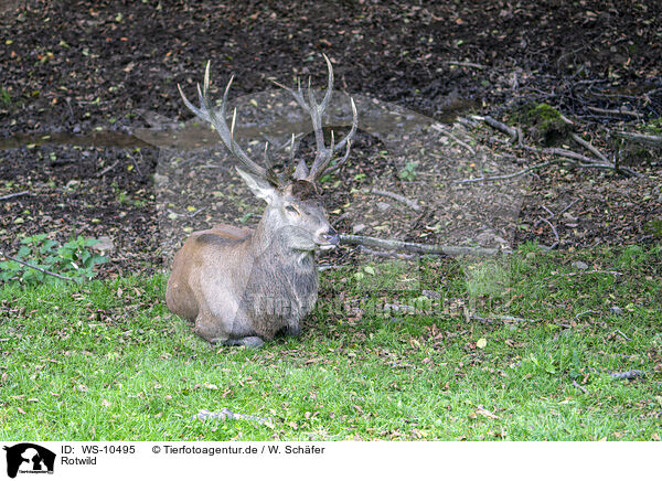 Rotwild / red deer / WS-10495