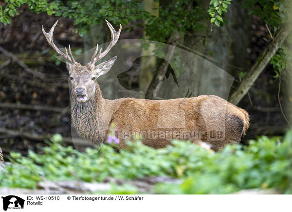 Rotwild / red deer / WS-10510