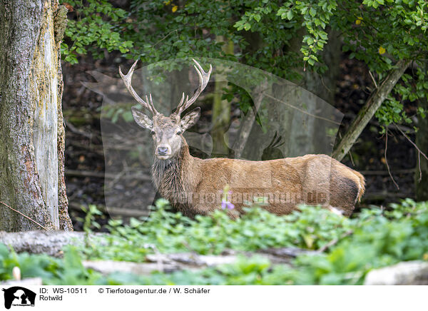 Rotwild / red deer / WS-10511