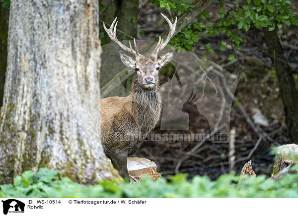 Rotwild / red deer / WS-10514