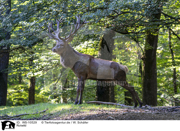Rotwild / red deer / WS-10529