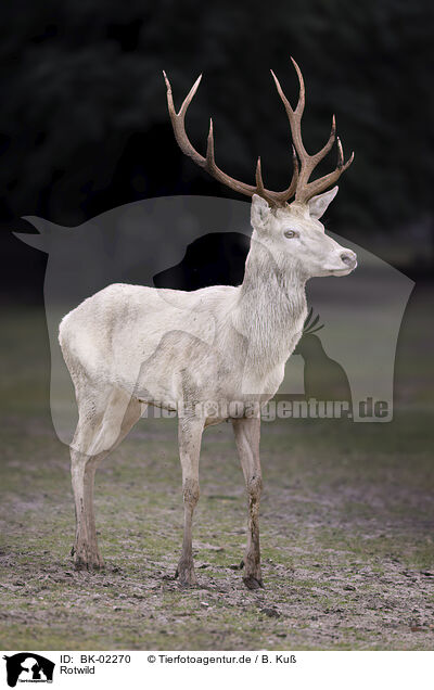 Rotwild / red deer / BK-02270