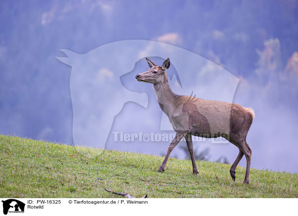 Rotwild / red deer / PW-16325