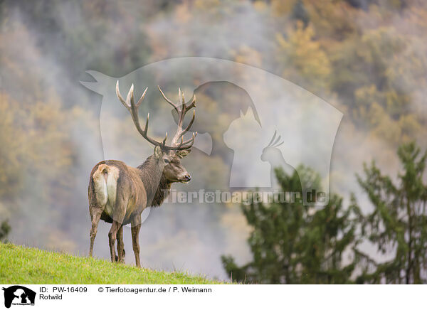 Rotwild / red deer / PW-16409