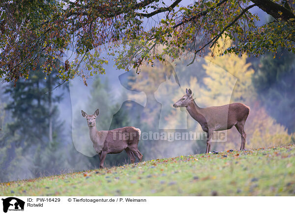 Rotwild / red deer / PW-16429